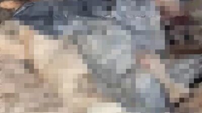 Bilecik’in Bozüyük ilçesindeki Doğal Yaşam Alanı’nda aç kalan köpekler birbirlerini