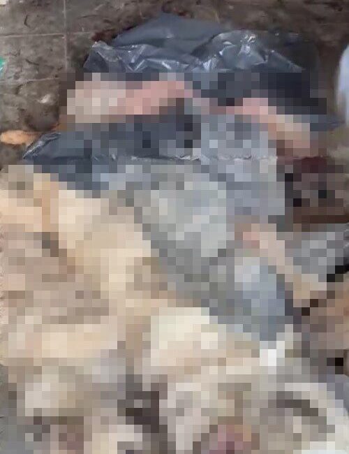 Bilecik’in Bozüyük ilçesindeki Doğal Yaşam Alanı’nda aç kalan köpekler birbirlerini