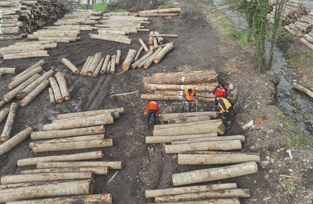 DÜZCE(İHA) – Düzce’de orman ürünü ihracatı her geçen yıl artıyor