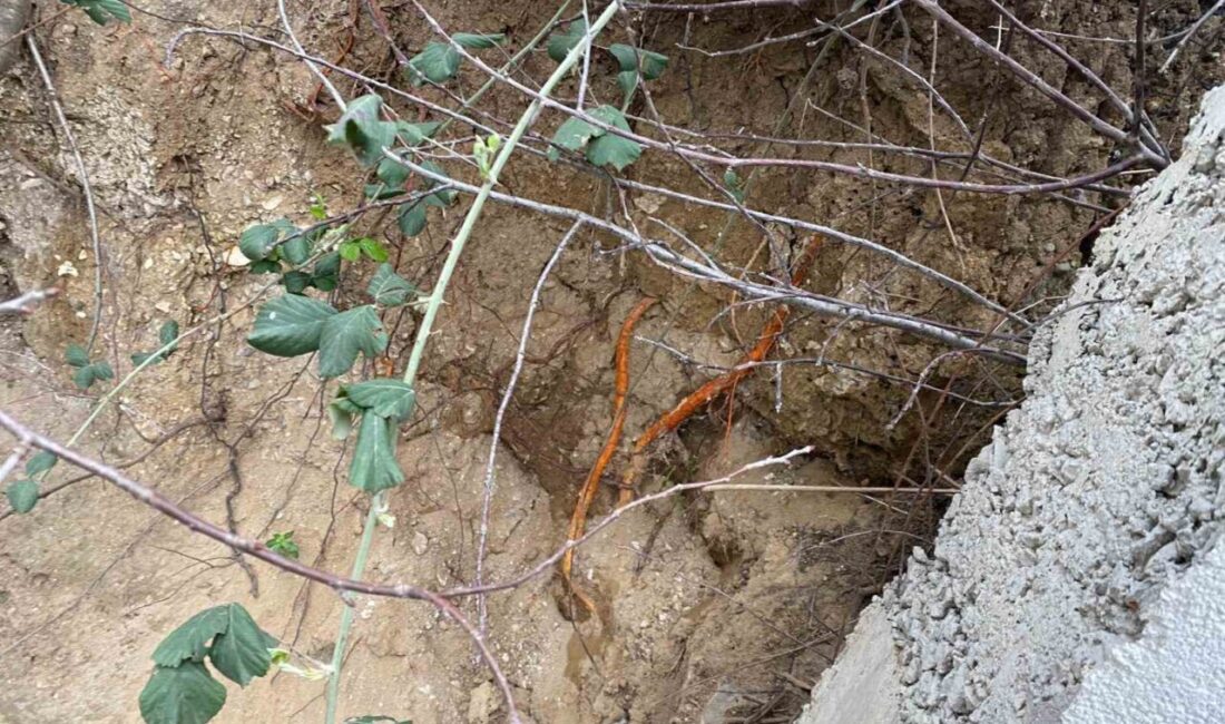 Kocaeli’nin Körfez ilçesinde bir sitenin bahçesinde fidan dikimi yapan vatandaşlar,