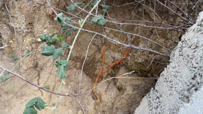 Kocaeli’nin Körfez ilçesinde bir sitenin bahçesinde fidan dikimi yapan vatandaşlar,