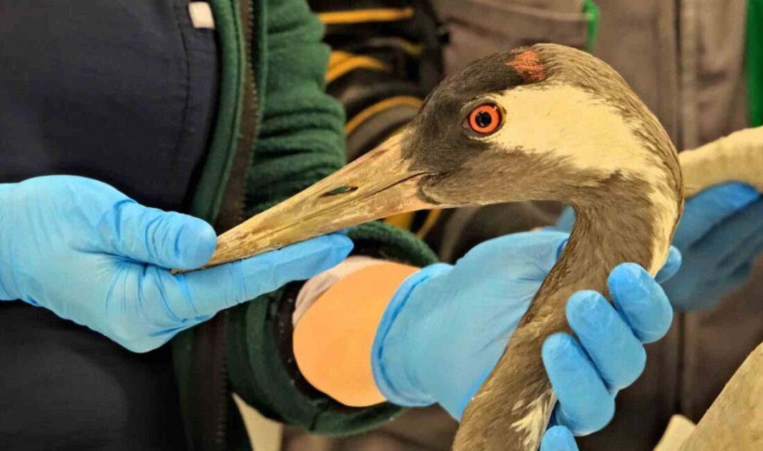 Sakarya’da yaralı halde bulunan turnanın, Kocaeli Büyükşehir Belediyesi bünyesindeki Ormanya