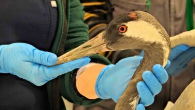 Sakarya’da yaralı halde bulunan turnanın, Kocaeli Büyükşehir Belediyesi bünyesindeki Ormanya