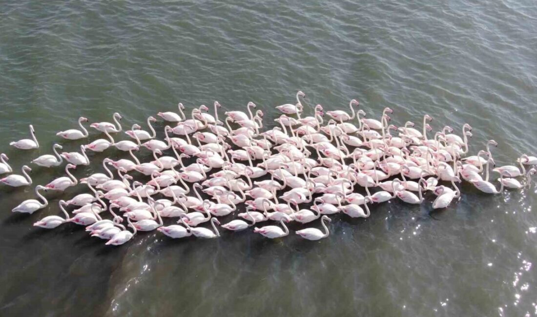 Türkiye’nin sanayi üretim merkezlerinden Kocaeli, fabrikalarının yanı sıra zengin biyolojik