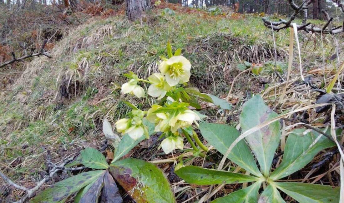 Ramazan Bayramı yoğunluğunun ardından sessizliğe bürünen Bolu’nun doğa harikası Abant