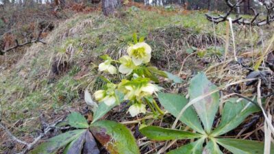 Ramazan Bayramı yoğunluğunun ardından sessizliğe bürünen Bolu’nun doğa harikası Abant