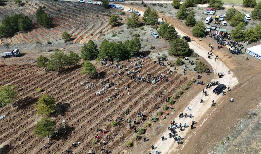 Kastamonu’da “Türkiye’nin Gücü Orman” teması adı altında bu yıl içerisinde