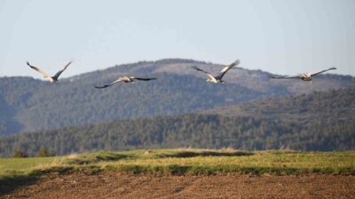 Baharın gelmesiyle göç eden turnalar, Kastamonu’nuda mola verdi. Aile bağlarının