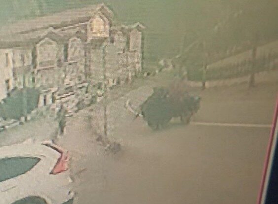 Kastamonu’nun İnebolu ilçesinde “patpat” diye tabir edilen tarım aracının lastiğinin