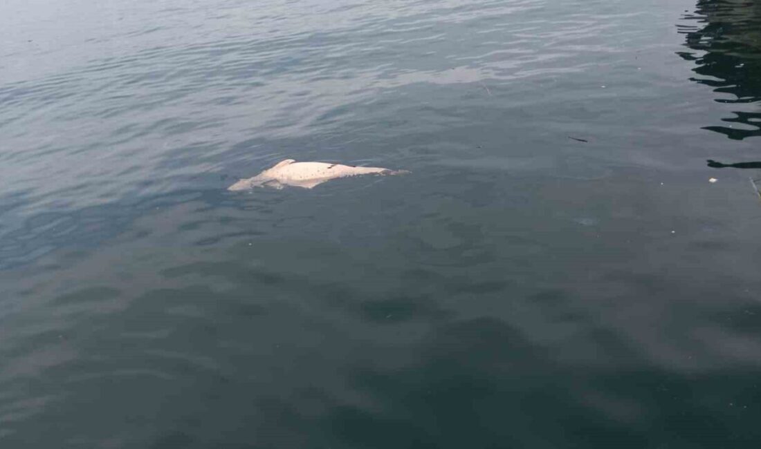 Kocaeli’nin Karamürsel ilçesinde kıyıya yakın bir noktada, su yüzeyinde çürümekte