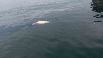 Kocaeli’nin Karamürsel ilçesinde kıyıya yakın bir noktada, su yüzeyinde çürümekte