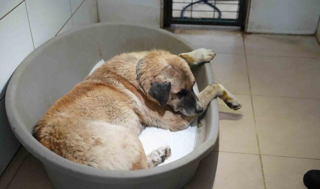 Bolu’da yolda yatan köpeğin üzerinden otomobiliyle geçen sürücü, adli kontrol