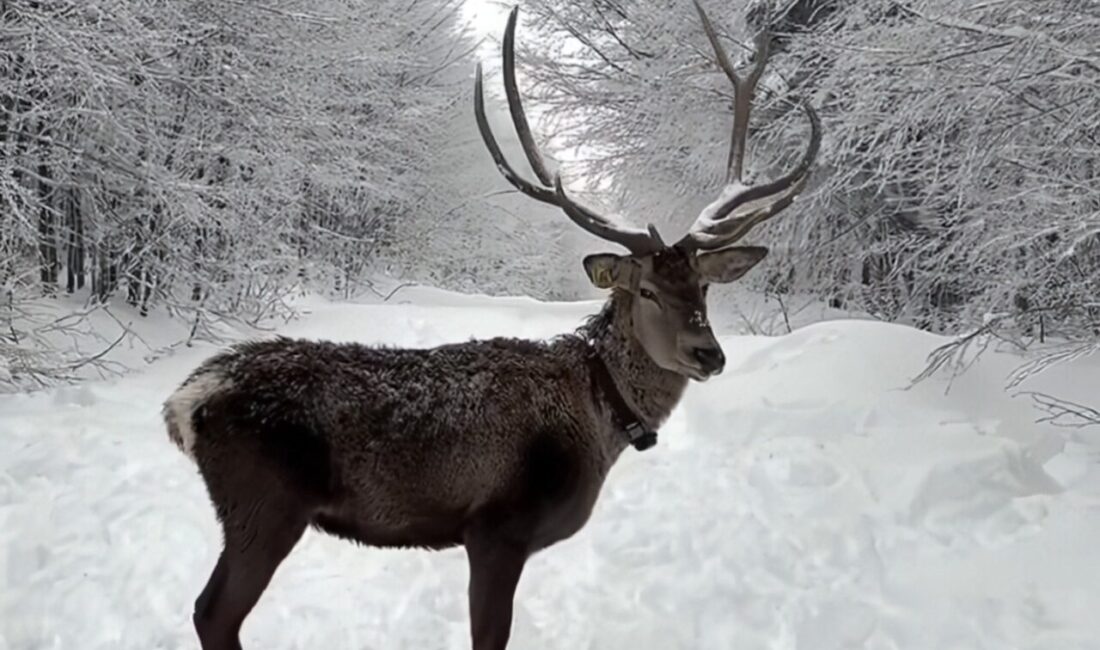 Ramazan Bayramı’nda beyaz örtüyle kaplanan Kocaeli’nin doğa turizmi rotası Kuzuyayla,