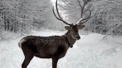 Ramazan Bayramı’nda beyaz örtüyle kaplanan Kocaeli’nin doğa turizmi rotası Kuzuyayla,