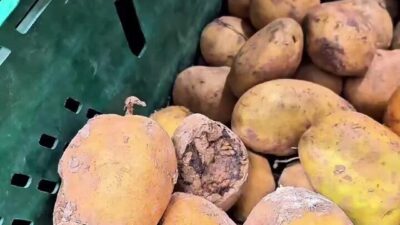 Kocaeli’nin Gebze ilçesinde bir markette yapılan denetimde çürük sebze-meyve ile