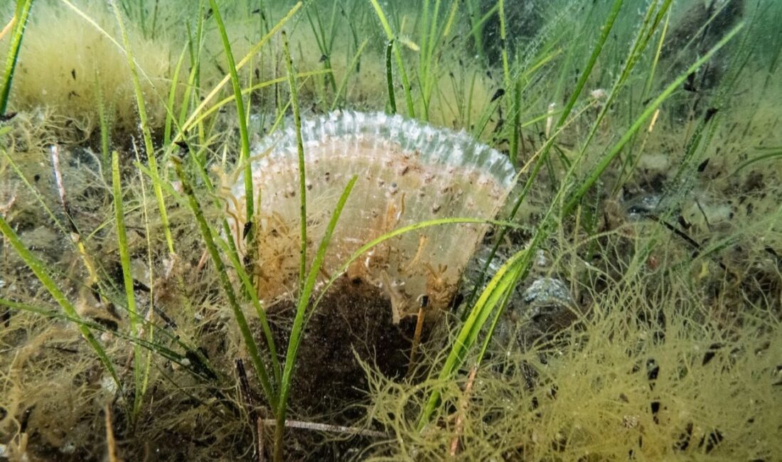 Yalova İl Tarım ve Orman Müdürlüğü Balıkçılık ve Su Ürünleri