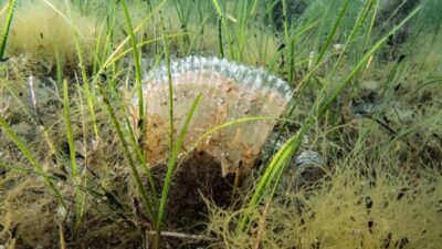 Yalova İl Tarım ve Orman Müdürlüğü Balıkçılık ve Su Ürünleri