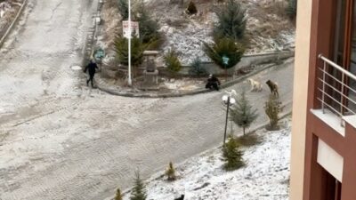 Kastamonu’da sokak köpekleri, önce okula gitmek isteyen öğrencilere, daha sonra