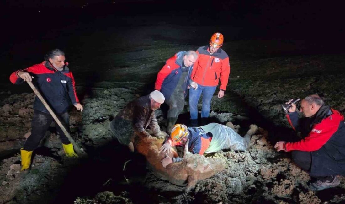 Yalova’da bataklık alanda mahsur kalan vatandaş ve büyükbaş hayvanı ekiplerin