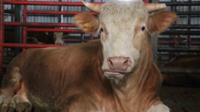 Sakarya’da Kurban Bayramı öncesinde 1 ton 450 kilogram ağırlığındaki tosun