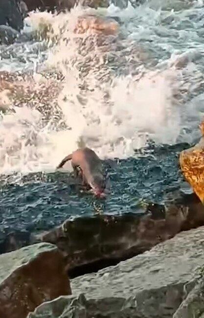 DÜZCE (İHA) – Düzce’nin Akçakoca ilçesinde Karadeniz’de balık avlayan su