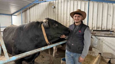 Kurban Bayramı’nın yaklaşmasıyla birlikte Sakarya’daki hayvan pazarlarında hareketlilik başladı. Pazara