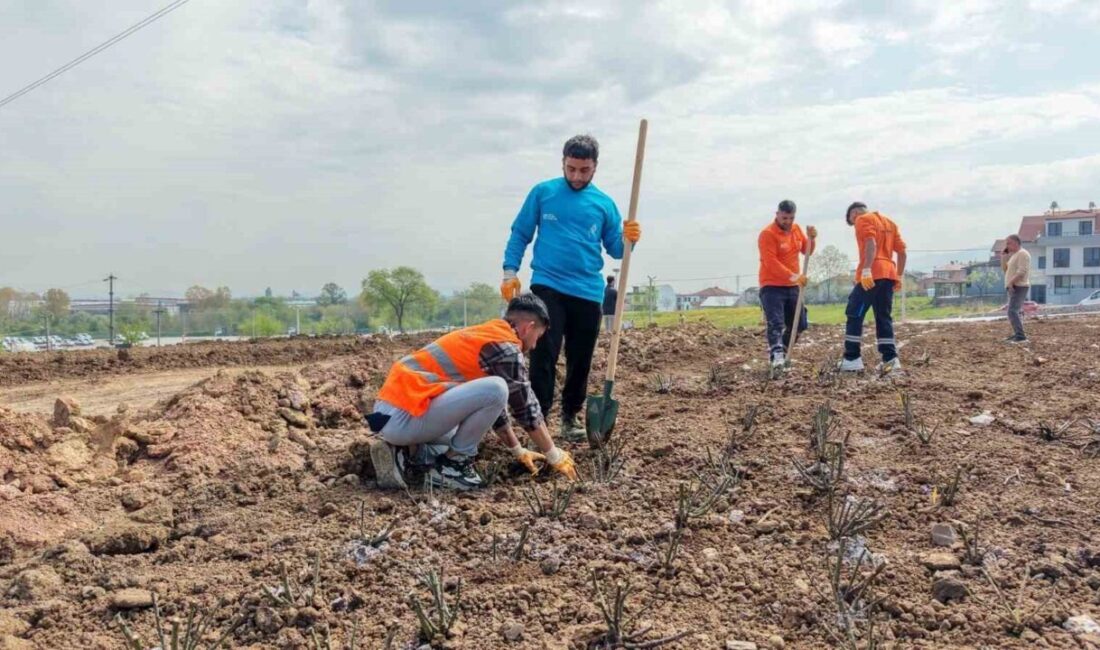 Başiskele’de Yaylacık Mahallesi’nde yapımı süren parkta, 15 bin gül fidanının