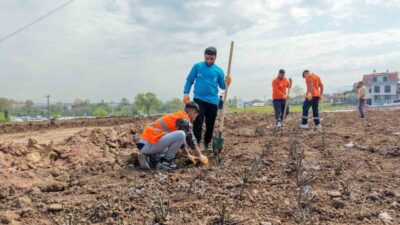 Başiskele’de Yaylacık Mahallesi’nde yapımı süren parkta, 15 bin gül fidanının