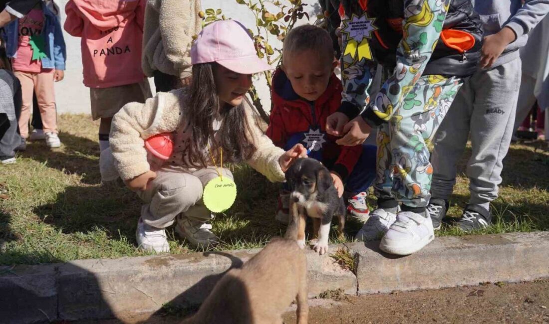 Bozüyük Belediyesi barınağından açlık ve bakımsızlıktan birbirleri yiyen, bazıları hayatını