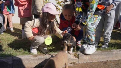 Bozüyük Belediyesi barınağından açlık ve bakımsızlıktan birbirleri yiyen, bazıları hayatını