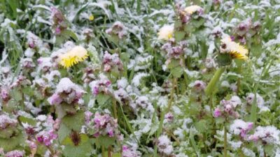 Bolu’nun Mudurnu ilçesinde bahar ayında açan çiçekler, etkili olan kar