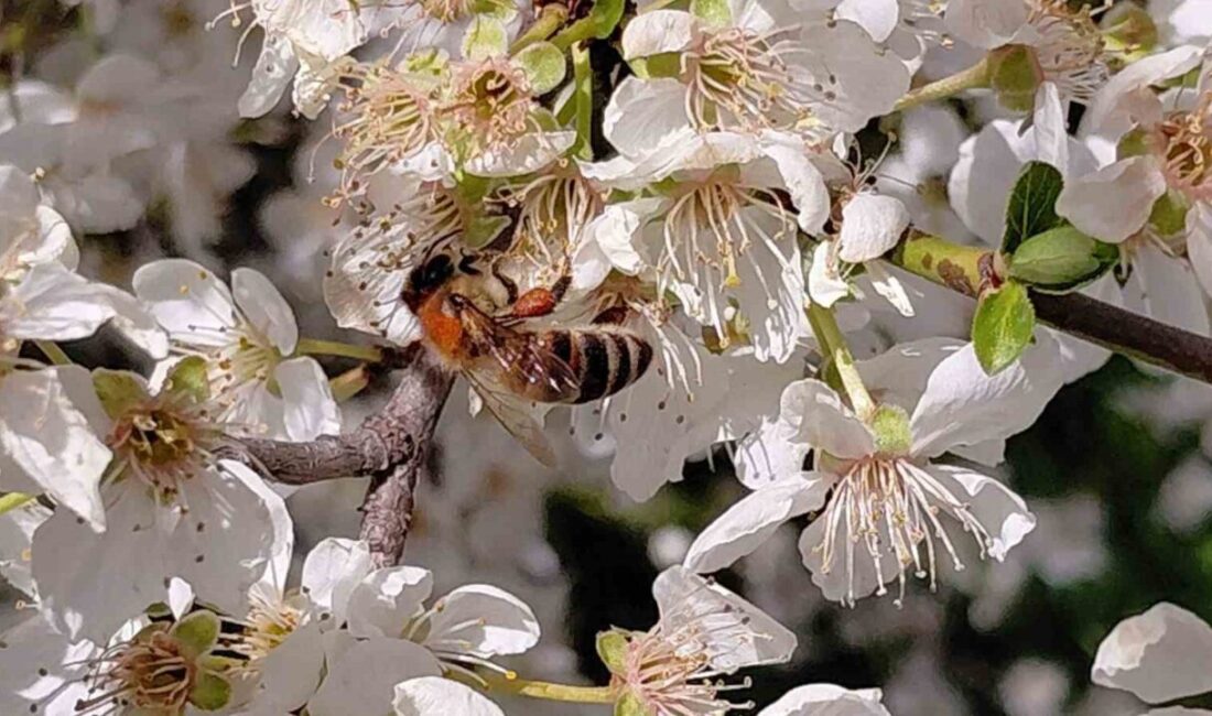 Bolu’nun Mudurnu ilçesinde havaların ani ısınmasıyla birlikte çiçekler açtı. Dört
