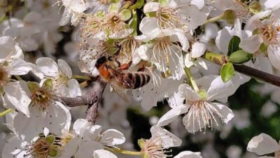 Bolu’nun Mudurnu ilçesinde havaların ani ısınmasıyla birlikte çiçekler açtı. Dört