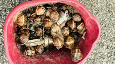 Bolu’da izinsiz şekilde toplandığı tespit edilen 16 kilogram salyangoz, ekipler