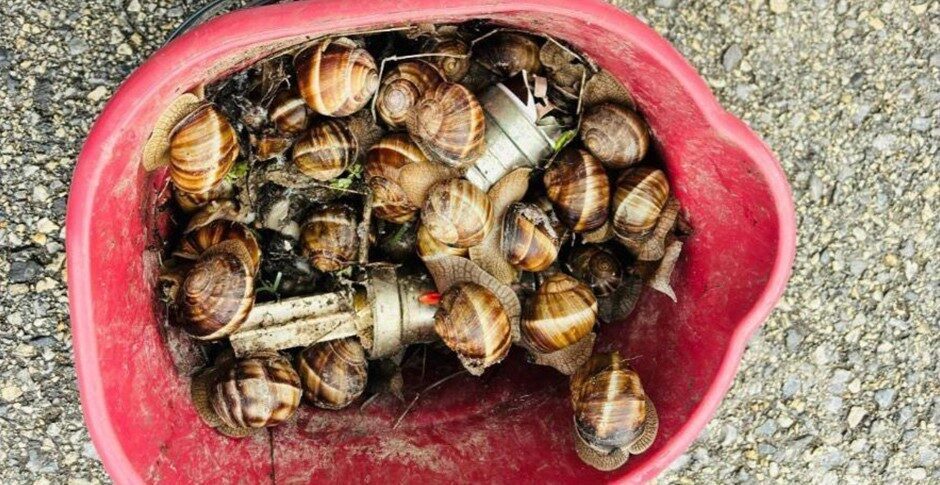 Bolu’da izinsiz şekilde toplandığı tespit edilen 16 kilogram salyangoz, ekipler