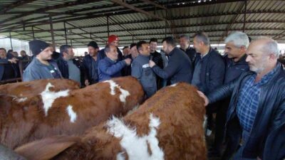 Kurban Bayramı’na sayılı günler kala Bolu’daki hayvan pazarlarında hareketlilik artmaya