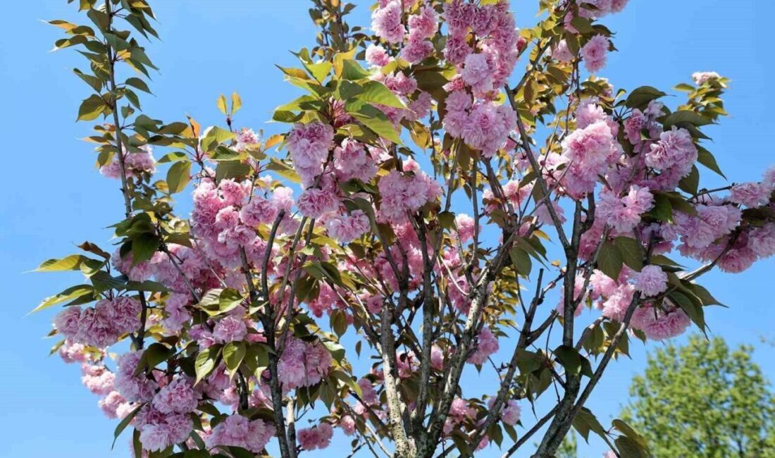 Sakarya’da baharın yüzünü göstermesiyle birlikte çiçek açan sakura ağaçları, kentin