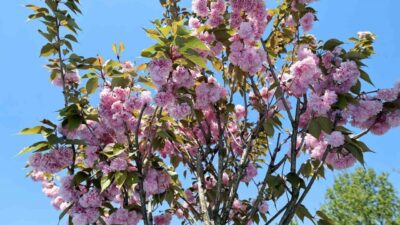 Sakarya’da baharın yüzünü göstermesiyle birlikte çiçek açan sakura ağaçları, kentin
