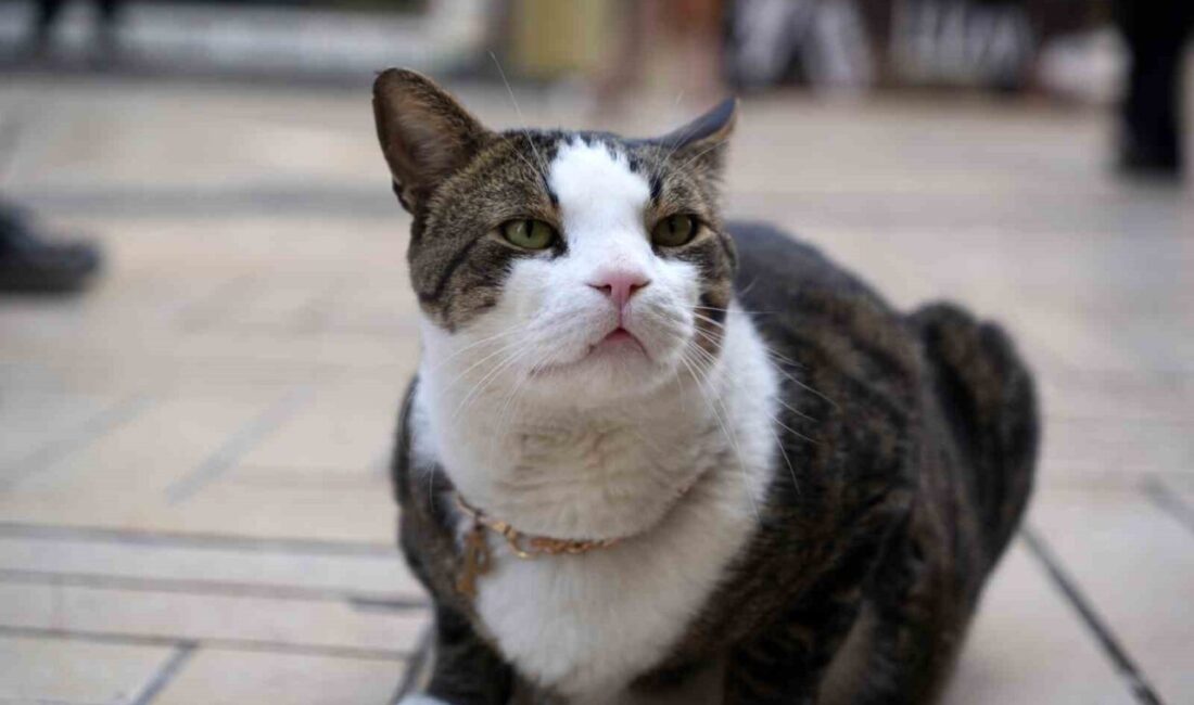 Kocaeli’de 7 yıl önce uğradığı köpek saldırısında ağır yaralanan ve