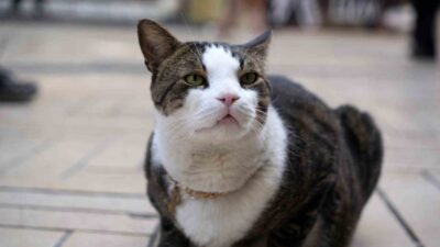 Kocaeli’de 7 yıl önce uğradığı köpek saldırısında ağır yaralanan ve