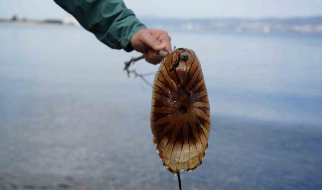 İzmit Körfezi’nde kırmızı rengi ve devasa tentakülleriyle vatandaşları hayrete düşüren