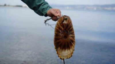 İzmit Körfezi’nde kırmızı rengi ve devasa tentakülleriyle vatandaşları hayrete düşüren