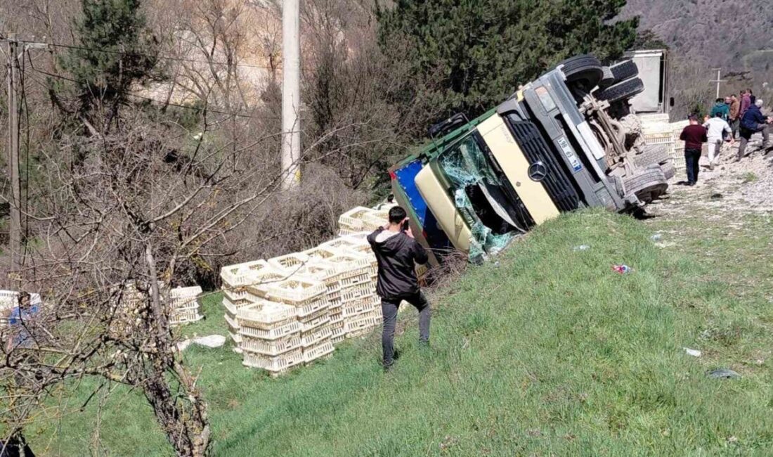 Bolu’nun Mudurnu ilçesinde canlı tavuk yüklü kamyon virajı alamayarak devrildi.