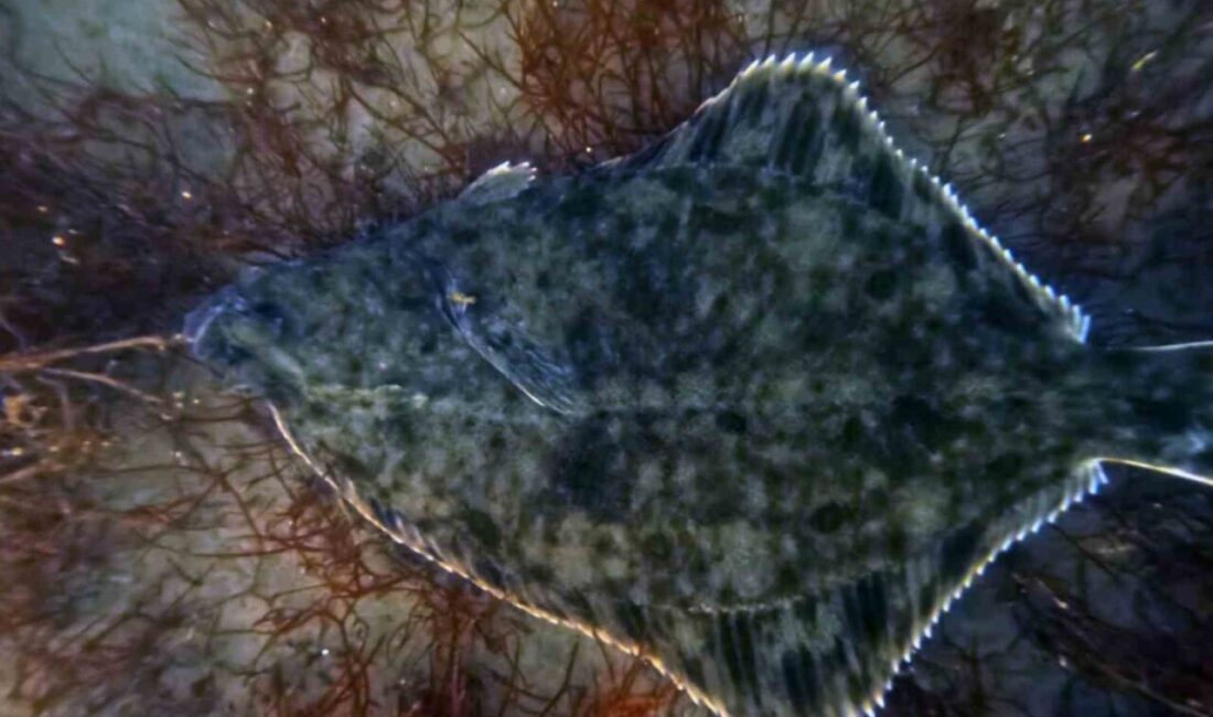 İzmit Körfezi’nde yürütülen dip çamuru temizliği çalışmalarının ardından deniz yaşamındaki