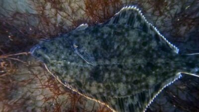 İzmit Körfezi’nde yürütülen dip çamuru temizliği çalışmalarının ardından deniz yaşamındaki