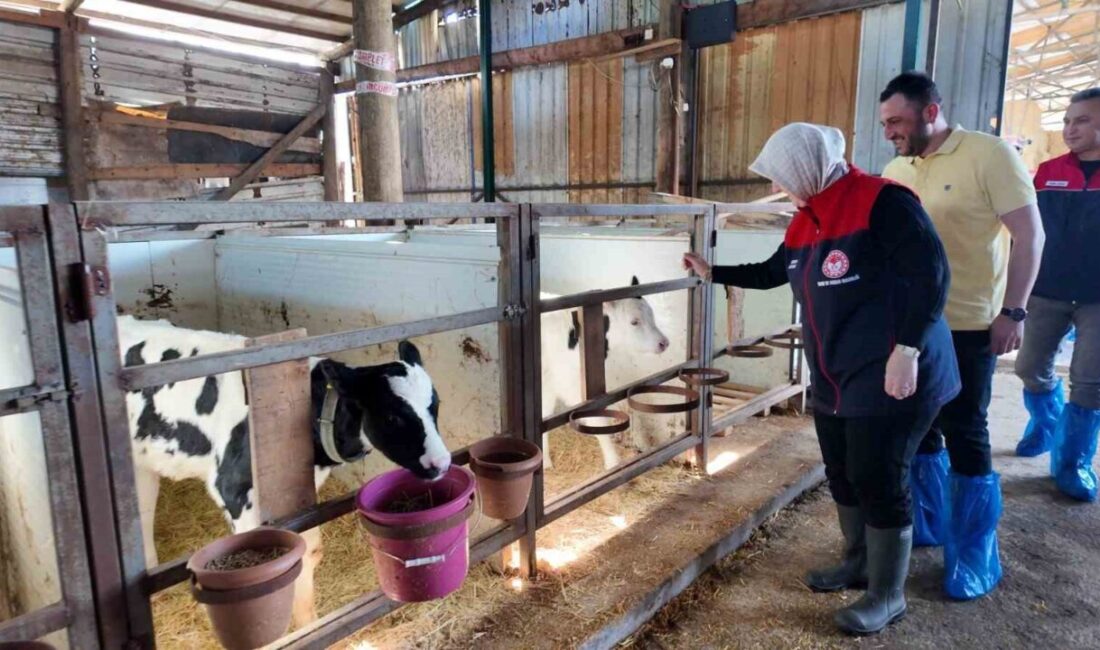 Düzce İl Tarım ve Orman Müdürlüğü tarafından hayvan sağlığının korunması,