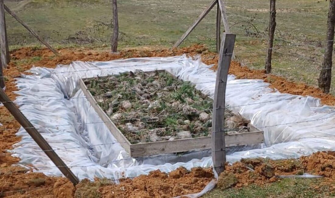 Düzce Orman İşletme Müdürlüğü, çam ormanlarını tehdit eden çam kese