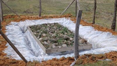 Düzce Orman İşletme Müdürlüğü, çam ormanlarını tehdit eden çam kese