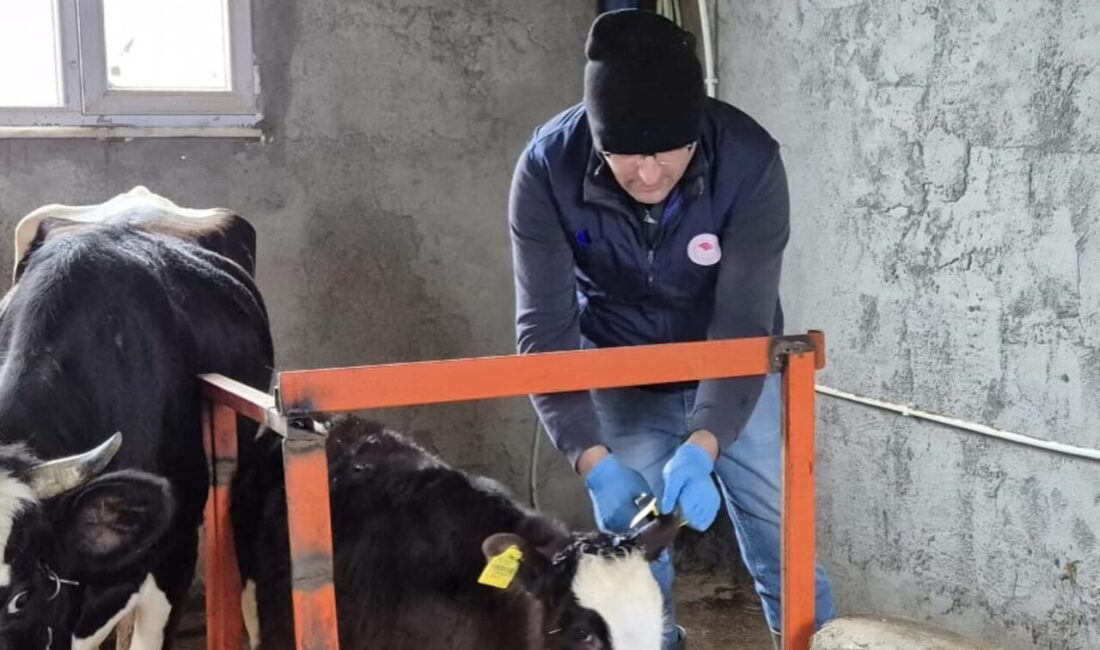 DÜZCE(İHA) – Düzce’de büyükbaş ve küçükbaş hayvanlara yönelik aşı ve