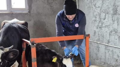 DÜZCE(İHA) – Düzce’de büyükbaş ve küçükbaş hayvanlara yönelik aşı ve